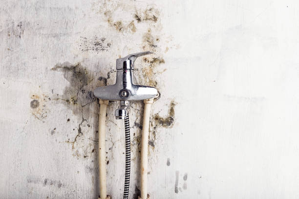 Best Localized Mold Remediation (e.g., coastal areas, humid climates) in Seaside Park, NJ