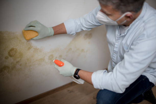 Trusted Seaside Park, NJ Mold Remediation Experts